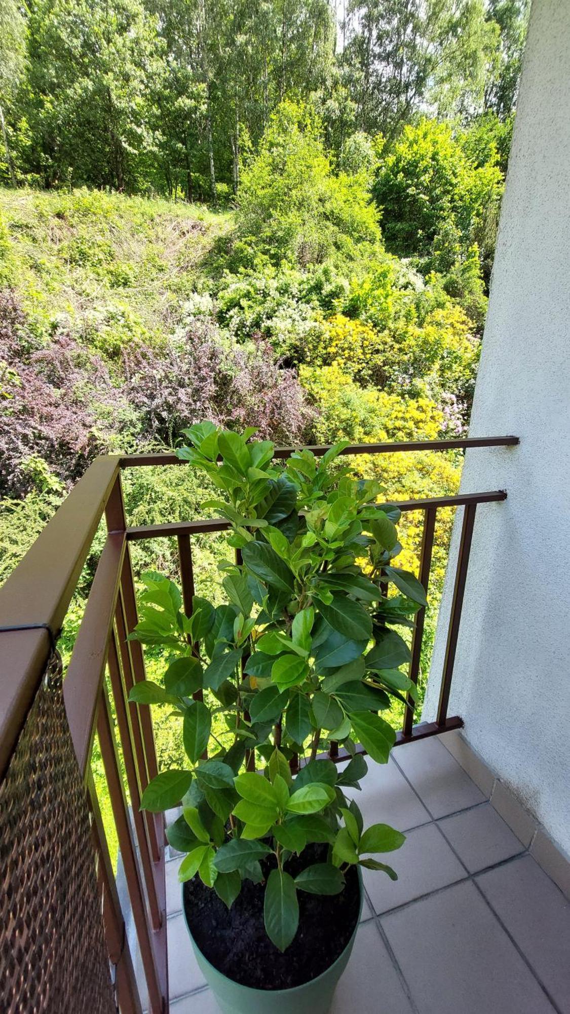 Apartament Miedzygorski ミエンジグジェ エクステリア 写真